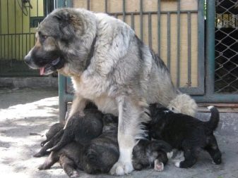 Кавказькі цуценята