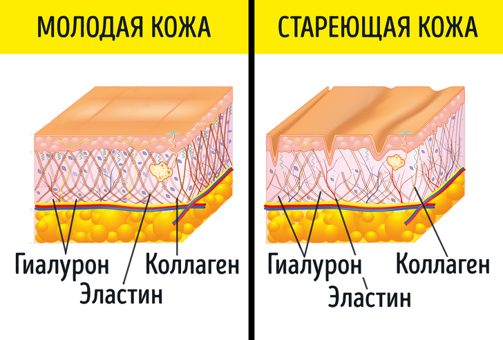 Колаген та еластин