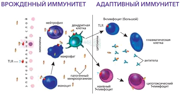 Розуміння відмінностей між вродженим і адаптивним імунітетом