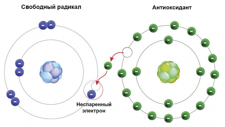 Вільні радикали