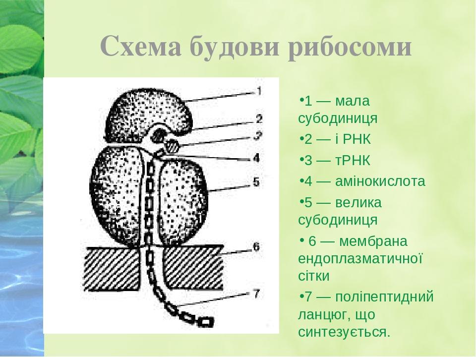 Схема будови рибосоми