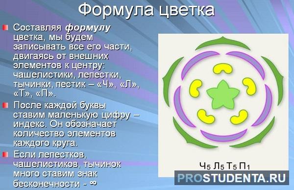Формула квітки