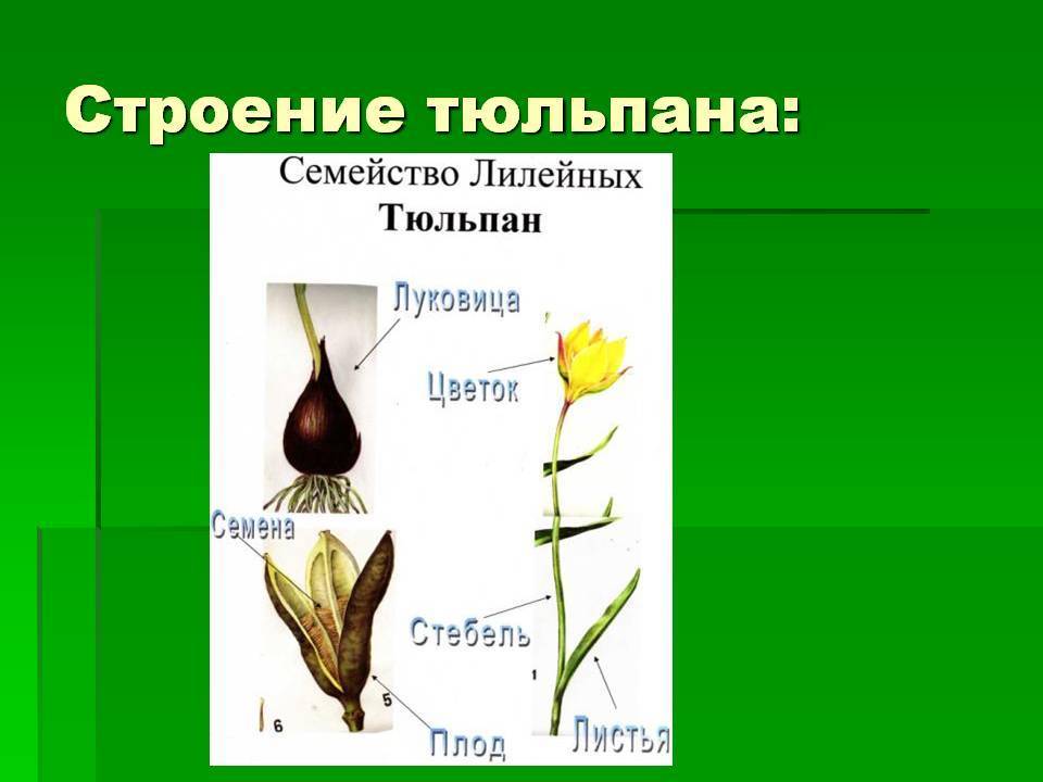 Будова тюльпана