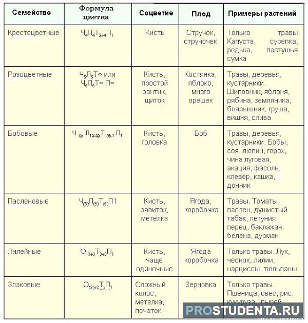 Будова квітки