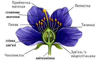 Будова квтки