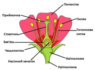 Будова квітки