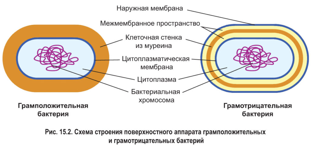 Прокаріоти