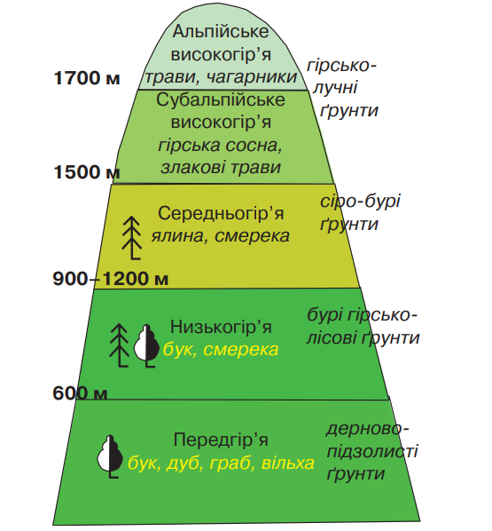 Висотна поясність карпат