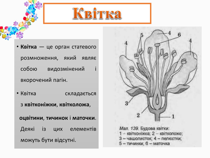 Будова квітки