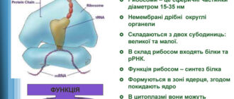Рибосоми, їх особливості, будова та функції