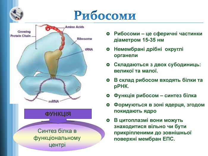 Рибосоми, їх особливості, будова та функції