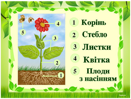 Будова квітки для дітей