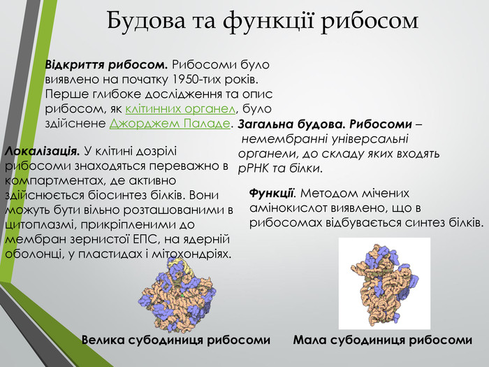 Функції рибосом
