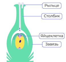 Будова пістика