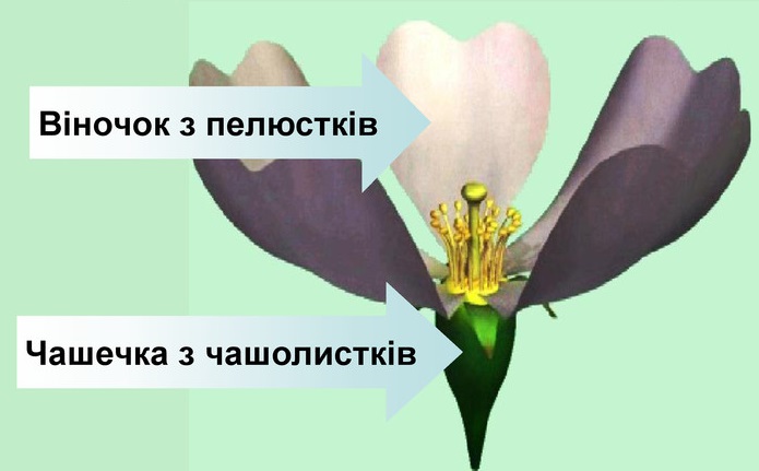 Будова квітки