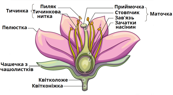 Будова квітки
