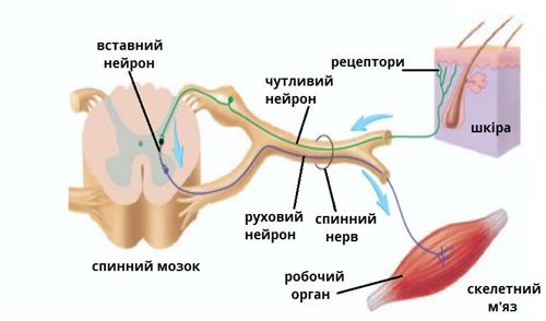 Рефлекторна дуга