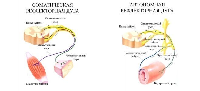 Опишите как осуществляется соматический безусловный рефлекс. Схема рефлекторной дуги соматического рефлекса. Соматическая и вегетативная рефлекторная дуга схема. Соматическая трехчленная рефлекторная дуга. Структуры рефлекторной дуги соматического и вегетативного рефлексов