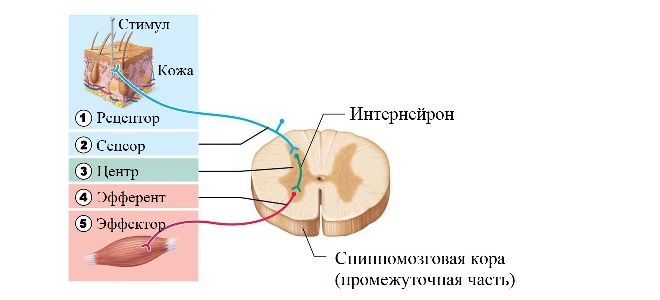 Рефлекторна дуга