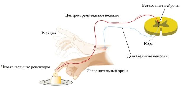 Рефлекторна дуга