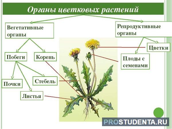 Будова квітки