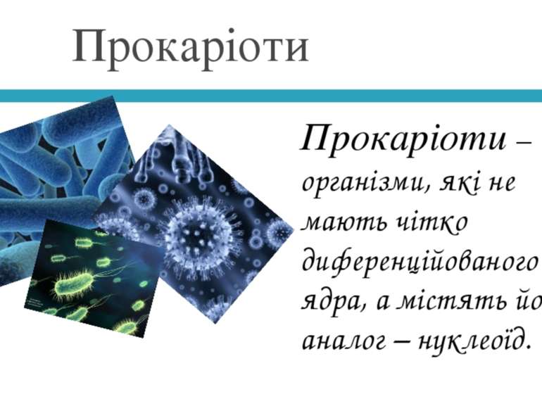 Прокаріоти