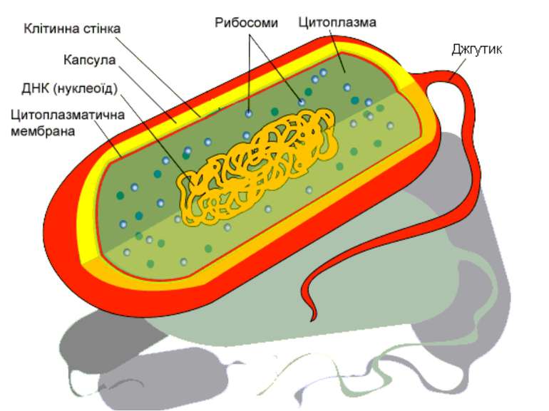 Будова прокаріотів