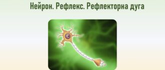 Рефлекторна дуга