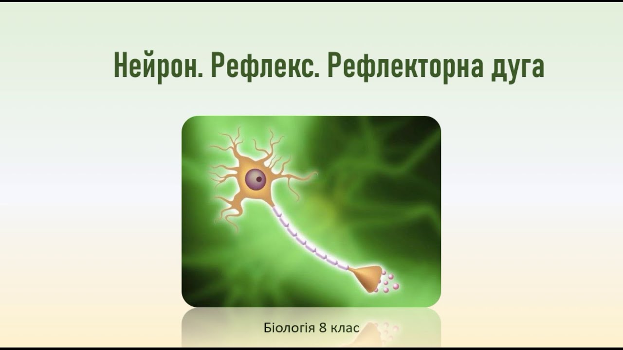 Рефлекторна дуга