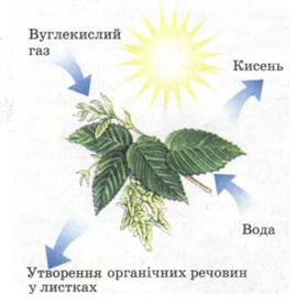 Що таке фотосинтез