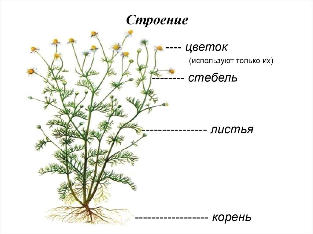 Будова ромашки