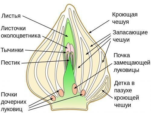Будова тюльпана