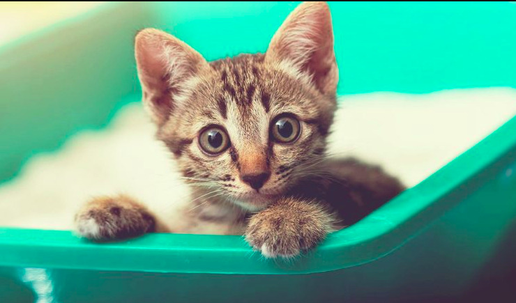 Як привчити кота користуватися лотком
