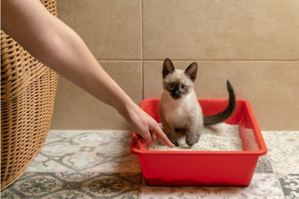 Як привчити кота користуватися лотком