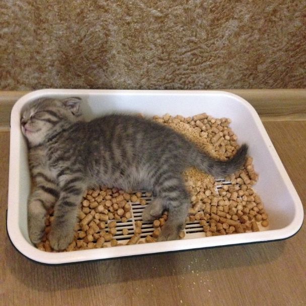 Лоток для кота
