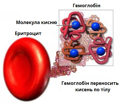 Функції білків