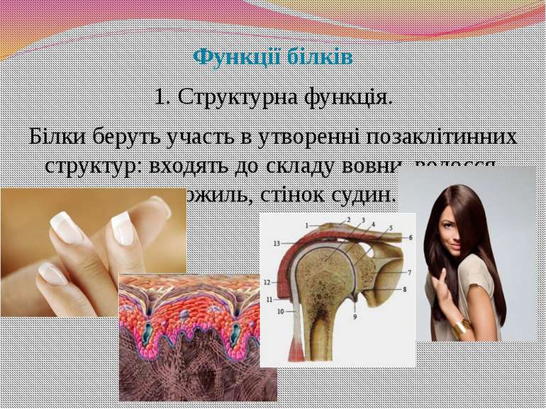 Функції білків