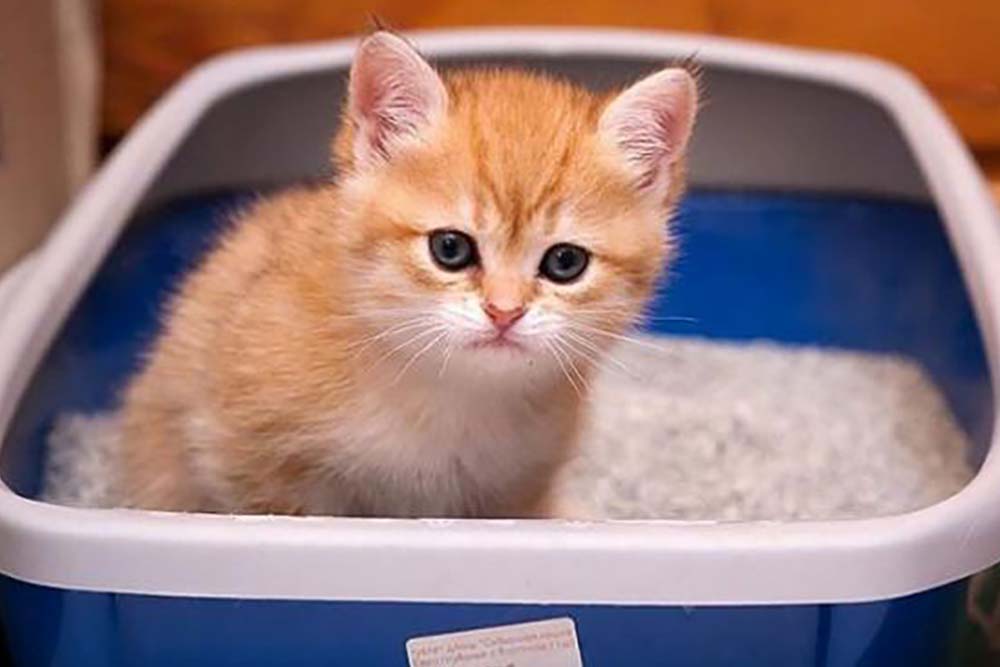 Лоток для кота
