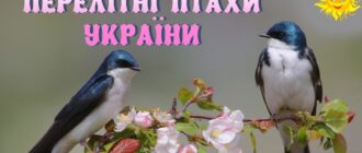 Перелітні птахи