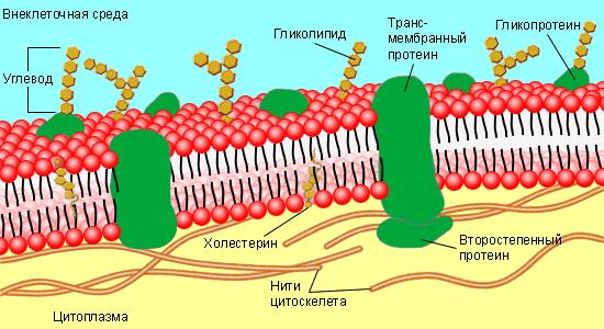 Клітинна мембрана