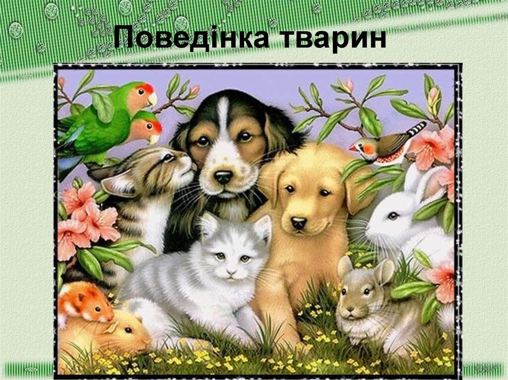 Форми поведінки тварин