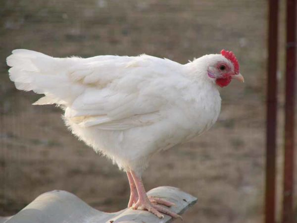 Породи курей