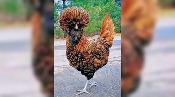 Польська