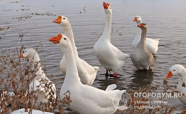 Горківська Лінда