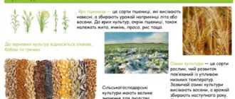 Зернові культури в Україні
