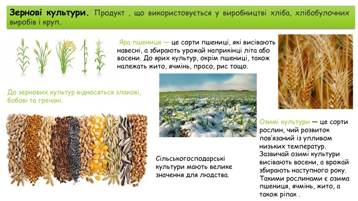 Зернові культури в Україні