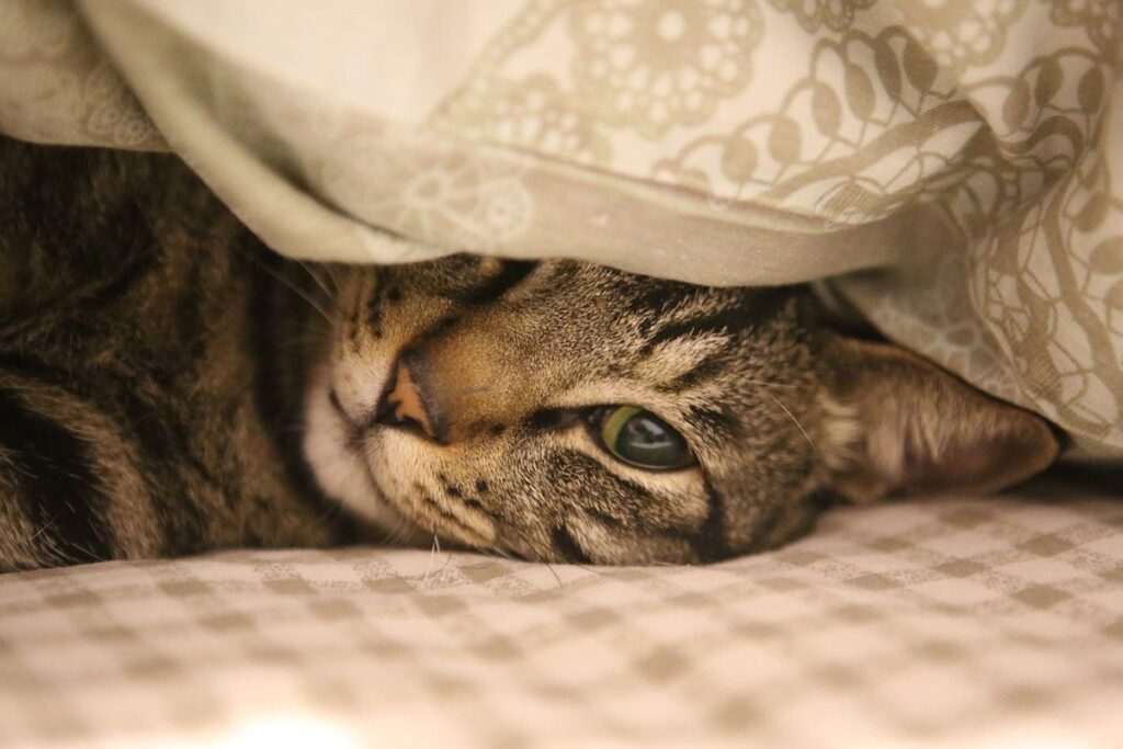Як зберегти кота здоровим