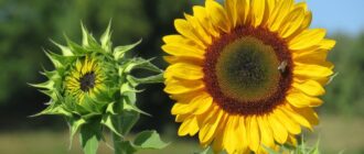 Соняшник: секрети вибору та вигідні покупки з Agro Market UUB